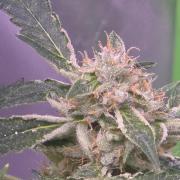 Purple Skank