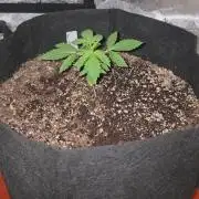 Purple Skank