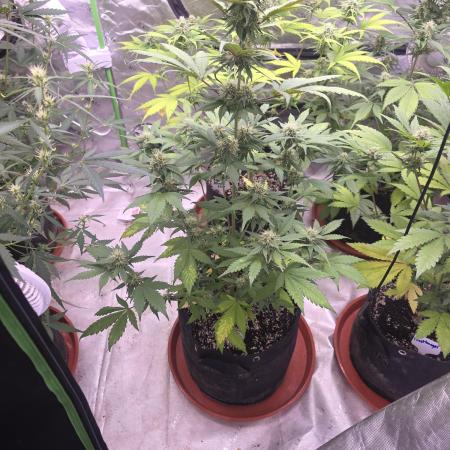 Guava Runtz - Champions Line Trial Pack
