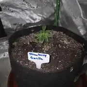 Strawberry Gorilla - Strong Pack