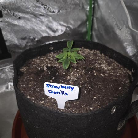 Strawberry Gorilla - Strong Pack