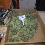 Strawberry Gorilla - Strong Pack