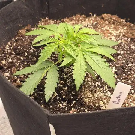 Durban Poison Auto