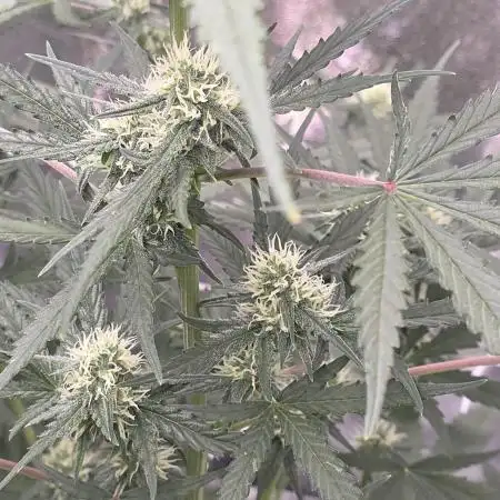Ztrawberriez Auto