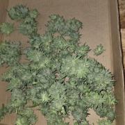 Cherry Cola Auto FB42