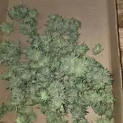 Cherry Cola Auto FB42