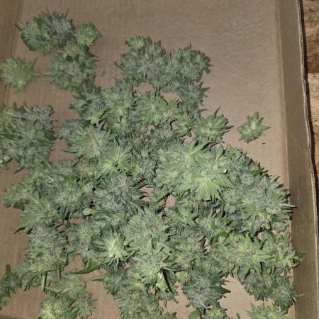 Cherry Cola Auto FB42