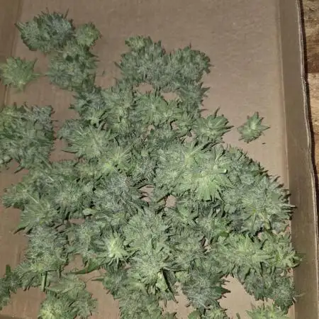 Cherry Cola Auto FB42
