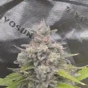 Banana Frost - Champions Line Trial pack