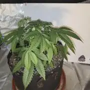 Cherry Cola Auto FB42