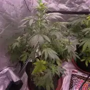 Super Skank