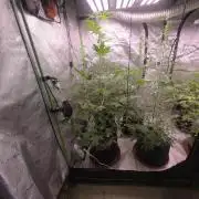 Gorilla Cookies - Fastbuds
