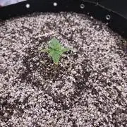 Cherry Cola Auto FB42