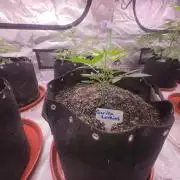 Gorilla Cookies - Fastbuds