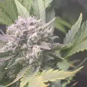 Frostbanger Strong Strains trial pack