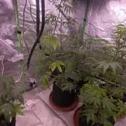 Purple Skank