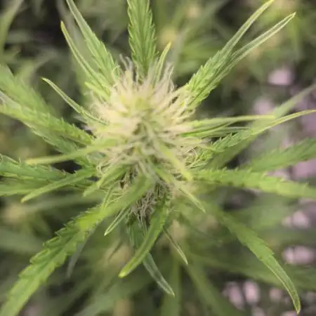 Bruce Banner Auto
