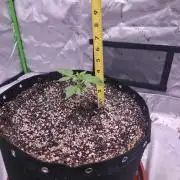 Cherry Cola Auto FB42