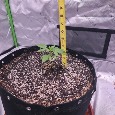 Cherry Cola Auto FB42