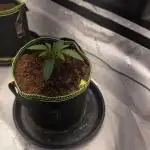 Bruce Banner Auto