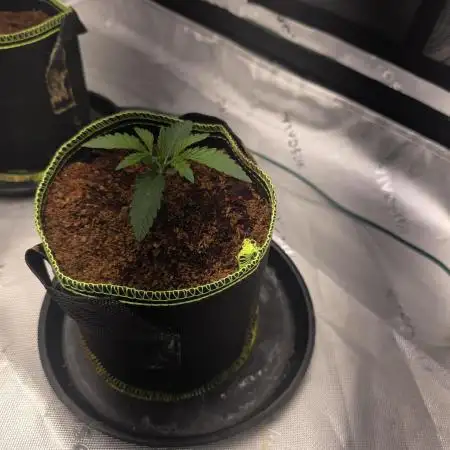 Bruce Banner Auto