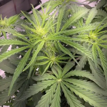 Durban Poison Auto