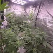 Mendo Guava - Champions Line Trial Pack