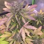 Strawberry Gorilla - Strong Pack