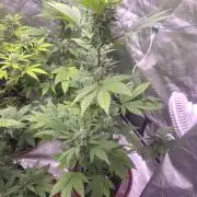 Frostbanger Strong Strains trial pack
