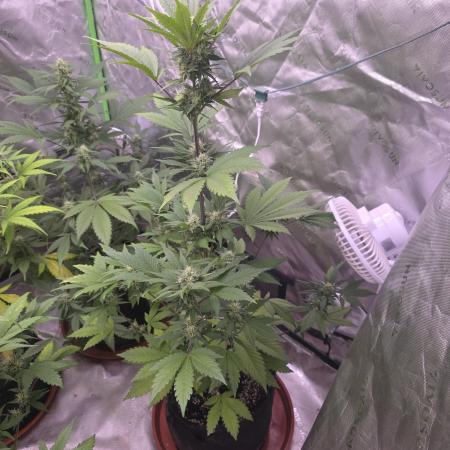 Frostbanger Strong Strains trial pack