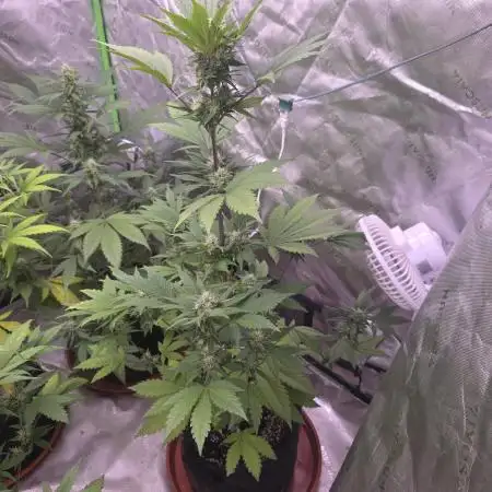 Frostbanger Strong Strains trial pack