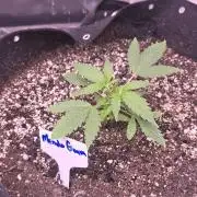 Mendo Guava - Champions Line Trial Pack