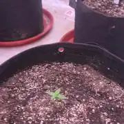 Purple Skank