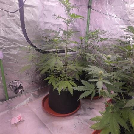 Banana Frost - Champions Line Trial pack