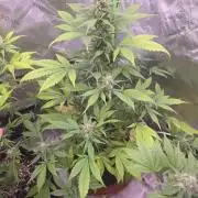 Strawberry Gorilla - Strong Pack