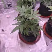 Guava Runtz - Champions Line Trial Pack