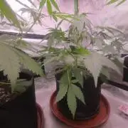 Strawberry Gorilla - Strong Pack