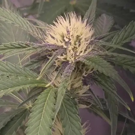 Cherry Cola Auto FB42