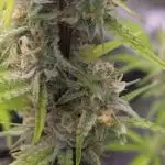 Bruce Banner Auto