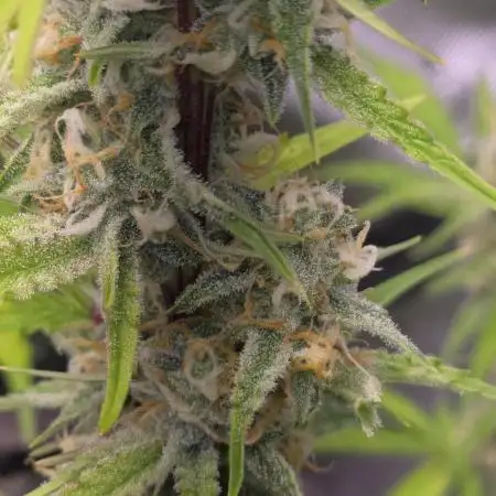 Bruce Banner Auto