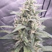 Super Skank