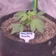 Strawberry Gorilla - Strong Pack