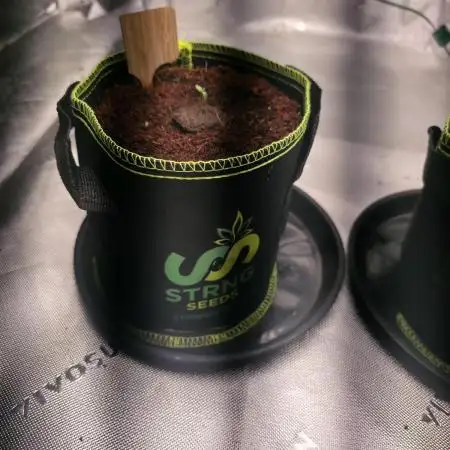 Bruce Banner Auto