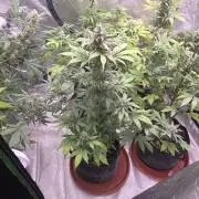Guava Runtz - Champions Line Trial Pack