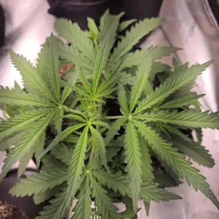 Bruce Banner Auto