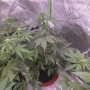 Strawberry Gorilla - Strong Pack