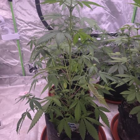 Guava Runtz - Champions Line Trial Pack