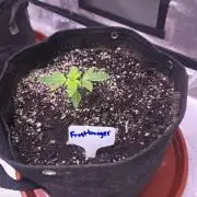 Frostbanger Strong Strains trial pack