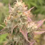 Durban Poison Auto