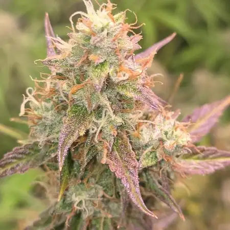 Durban Poison Auto
